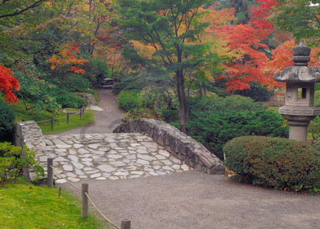 Fall colors, Japanese Garden, Washington Arboretum, Seattle, WA