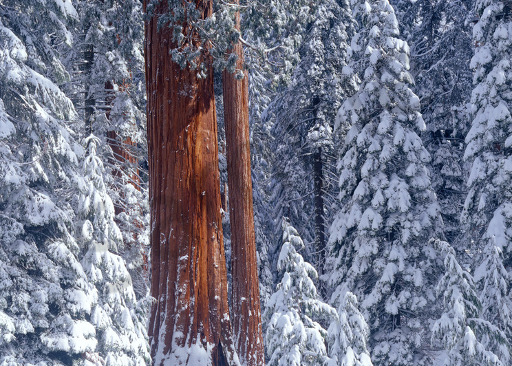  Giant Sequoia forest covered snow.