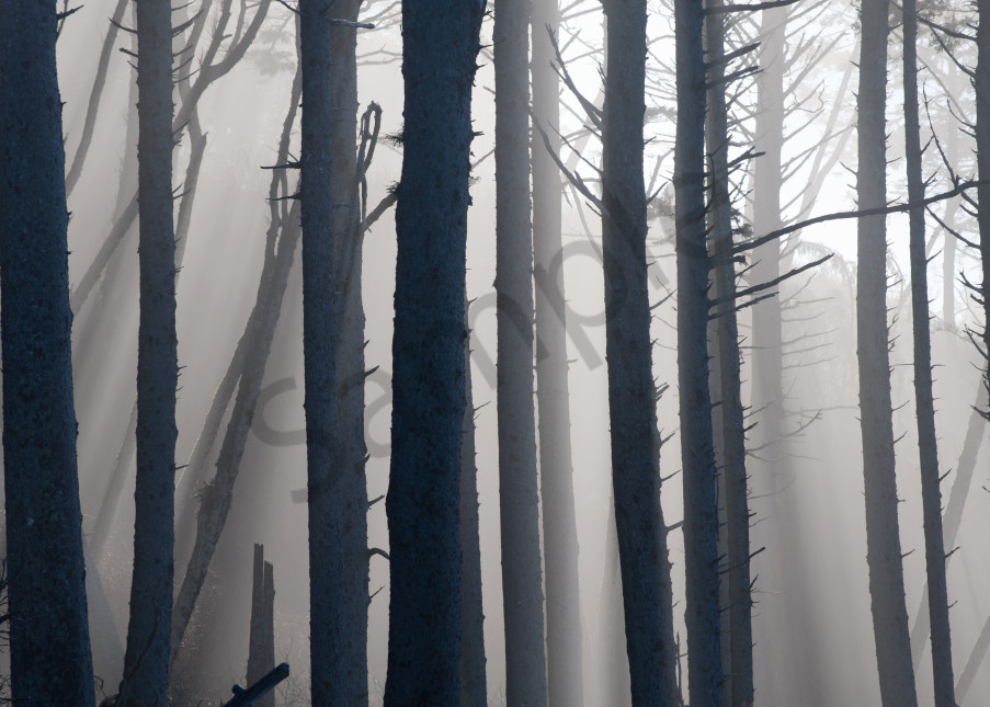 Forest and fog