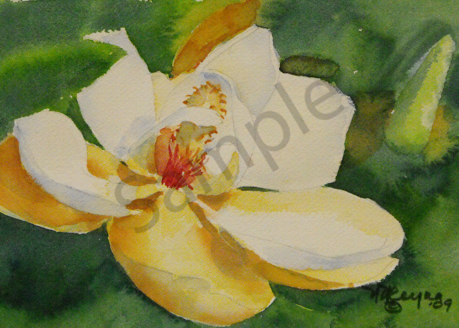 Magnolia Art for Sale