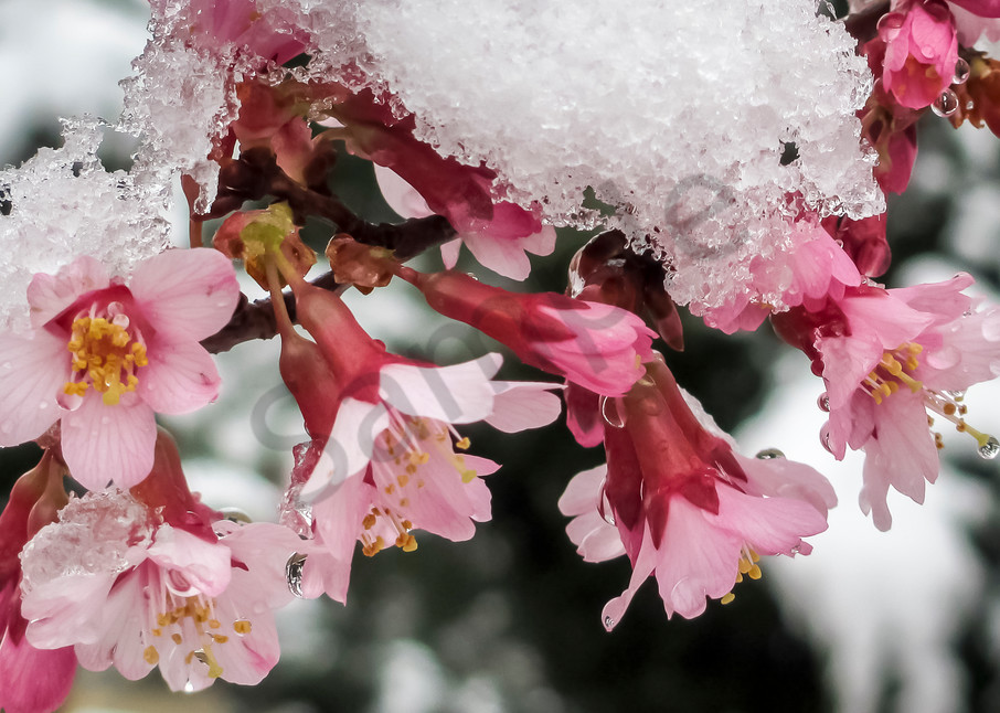 Flower Wall Art: Okame Cherry in Snow