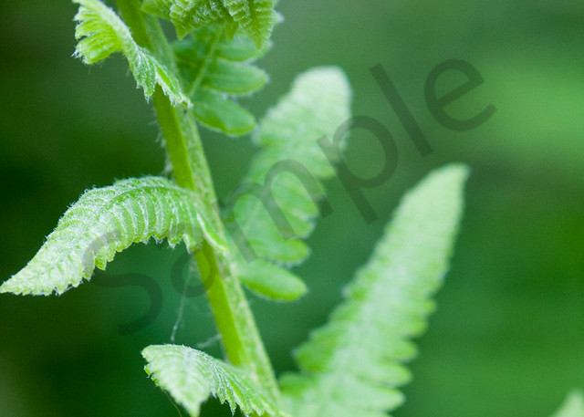 Forest Wall Art: Fiddlehead