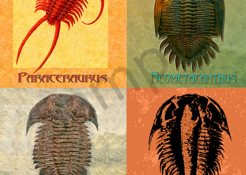 4 Fossil Trilobites