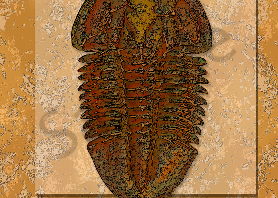 Asaphiscus Trilobite Fossil