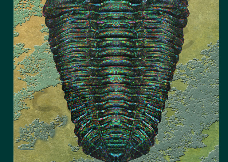 Calymene Niagarensis Fossil Trilobite