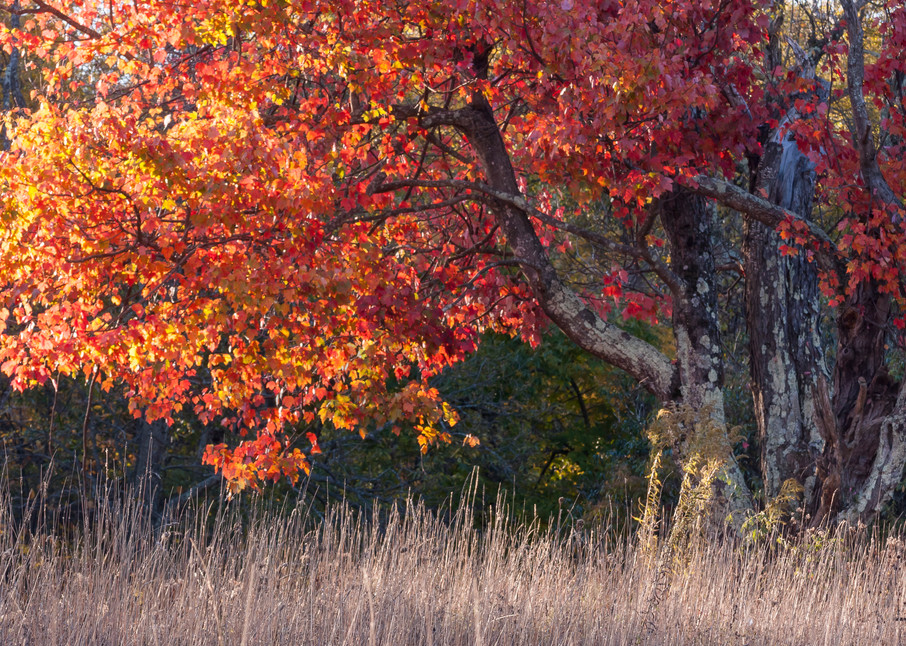 Tree Wall Art: A Wise Old Maple Tree