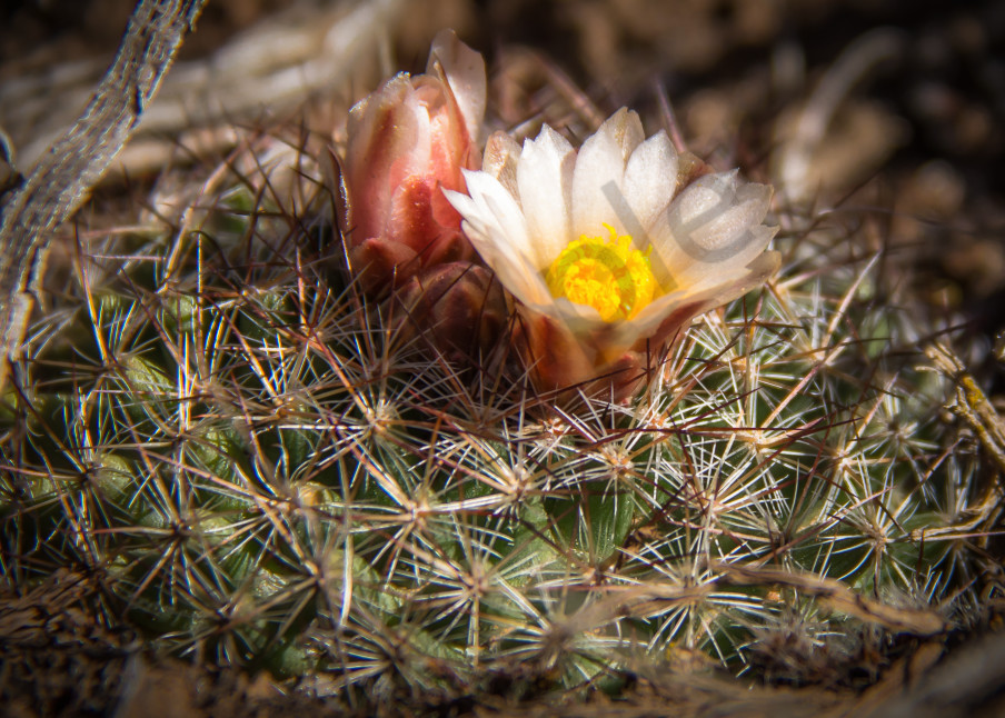 Cactus Flora Desert Flower Blooming