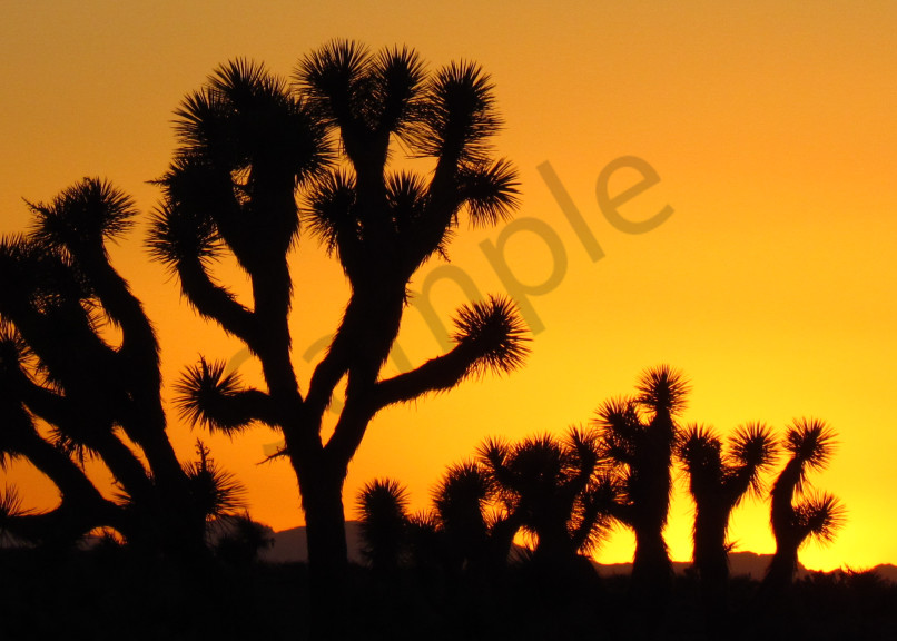 Joshua Tree Desert Sunset Landscapes
