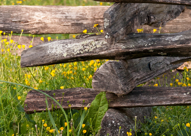 Rustic Wall Art: Colonial Fence & Wildflowers