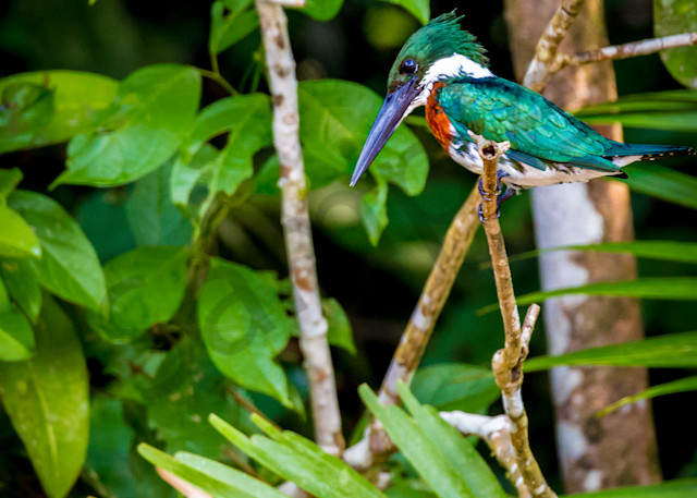 King Fisher bird in Costa Rica.