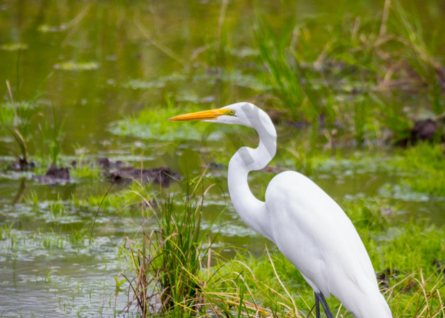 White Egret in a marsh in Costa Rica.