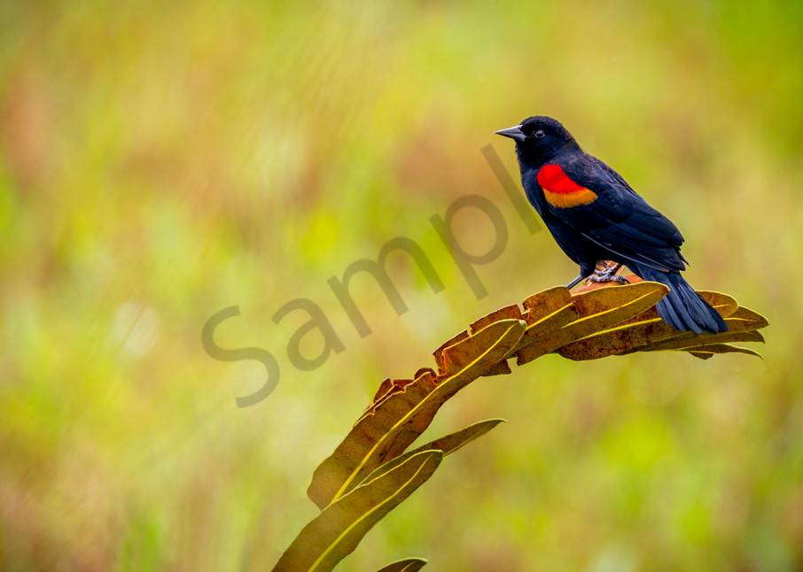 Sargent Bird in the Costa Rican Rainforest.