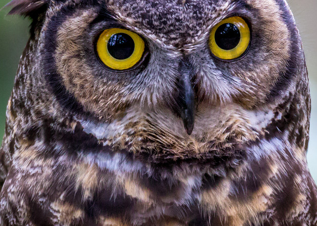 Horned Owl, Raptor Center, Oregon