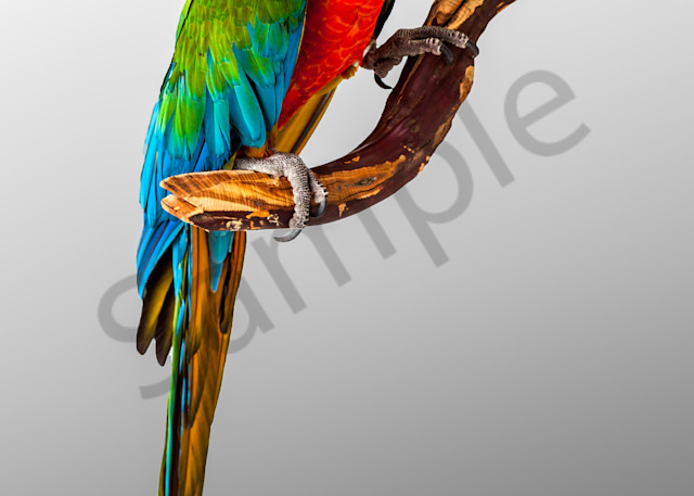 Macaw Parrot 0007 Photography Art | Curtis Peters Photography