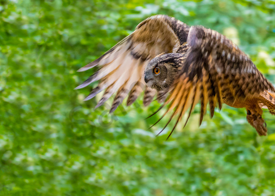 Owl In Flight 0453 Photography Art | Curtis Peters Photography