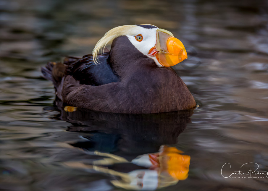 Puffin on Water