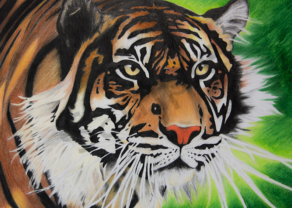 Tiger Drawing Dsc 3812 1812 Art | Ursa Davis Fine Art & Photography