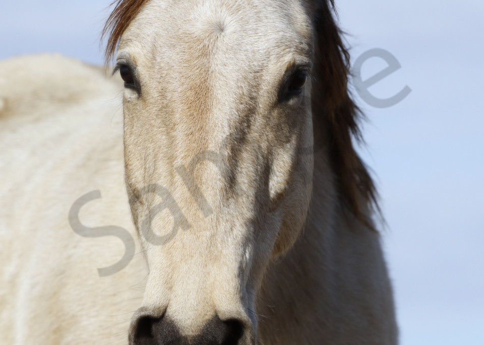 Wild horse close up