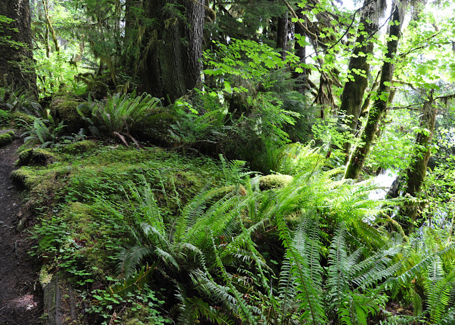 Olympic National Park, Rainforest by Ryn Arnold