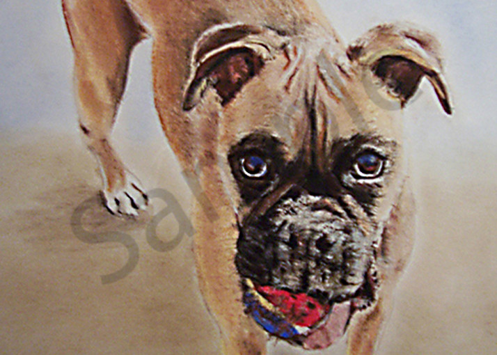 Boxer dog portrait with tennis ball.