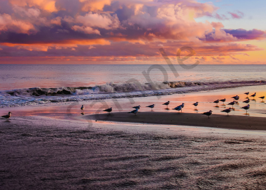 Sunset Gulls Photography Art | Mason & Mason Images