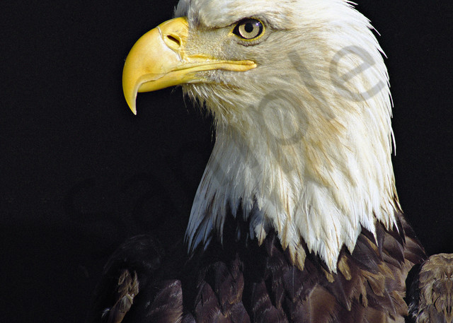 Bald Eagle Art | Cunningham Gallery