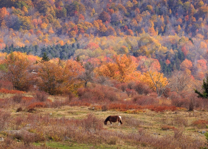 Mountain Wall Art: Grazing in a Colorful Meadow