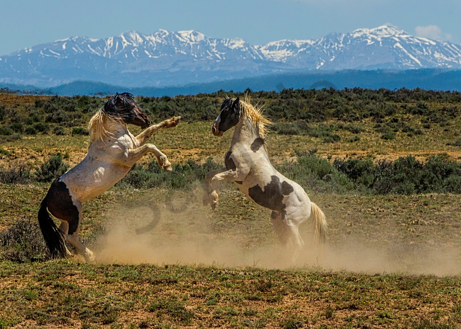 Mustang Muscle Photography Art | John Martell Photography