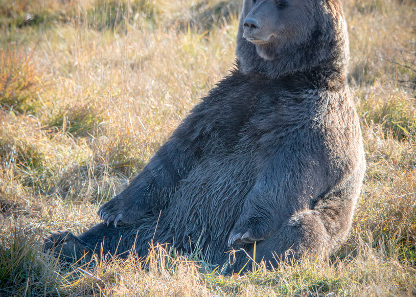 lounging bear large brown Alaskan Bear