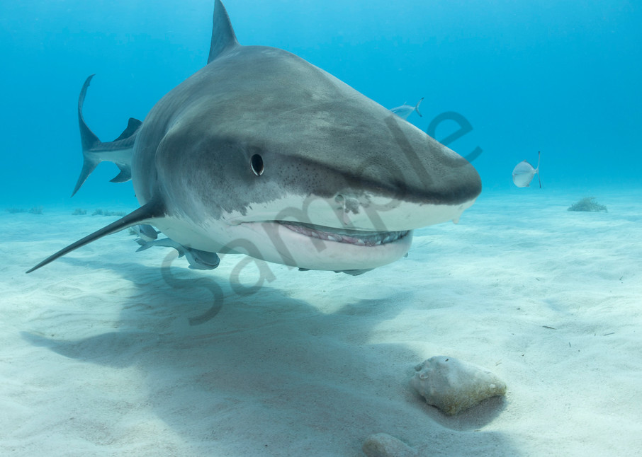 A Tiger Shark swims in for a closer look

Shot in Bahamas