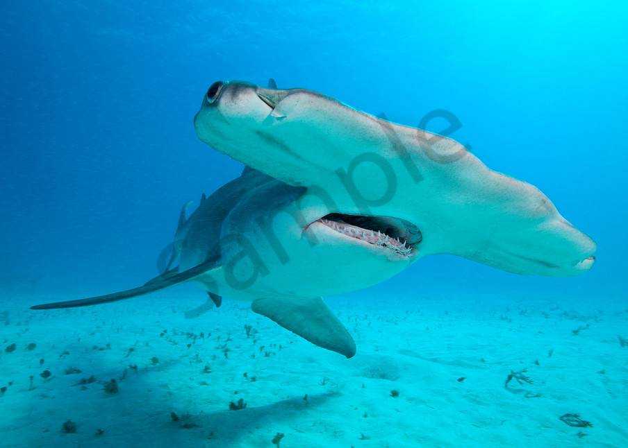 Great Hammerhead Shark Approaching Closely

Shot in Bahamas