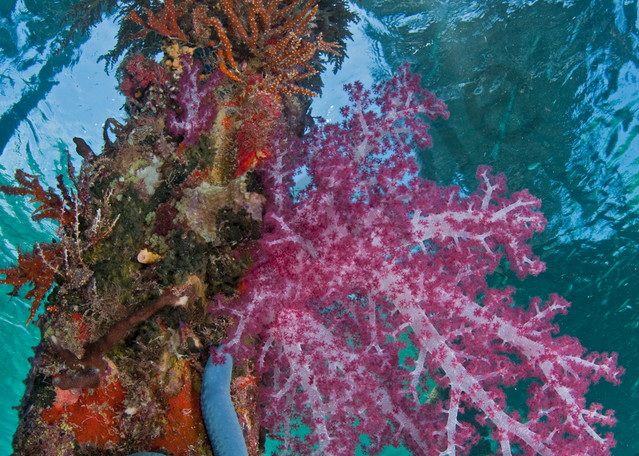 Vibrant Soft Coral and Blue Sea Star under a Jetty.Shot in West Papua Province, Indonesia