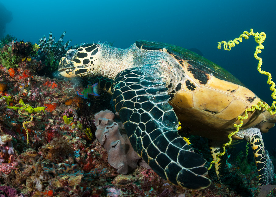 A Sea Turtle munches some encrusting sponges, while a wrasse attempts to capture fleeing fish and crustaceans

Shot in Indonesia