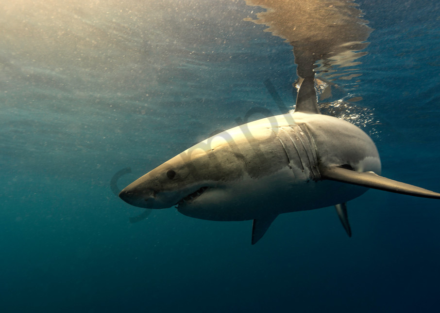 Shark Photography | Mexican Sun by Leighton Lum