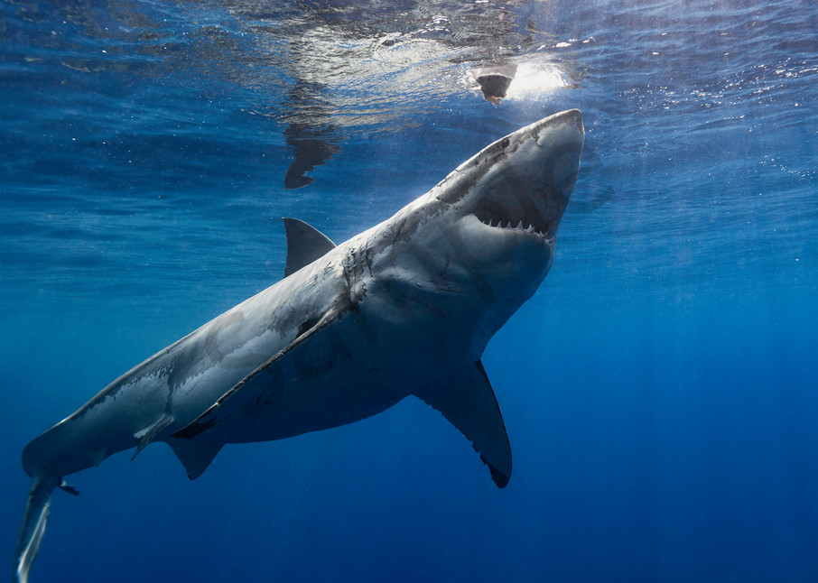 Shark Photography | Lucy Launch by Leighton Lum