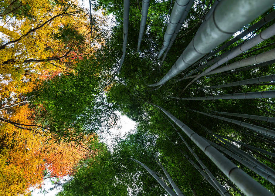 Nature Photography | Fall in Arashiyama by Leighton Lum
