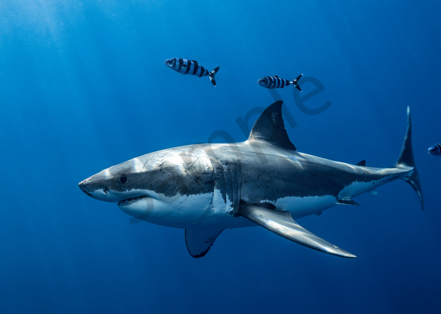 Shark Photography | Escorts by Leighton Lum