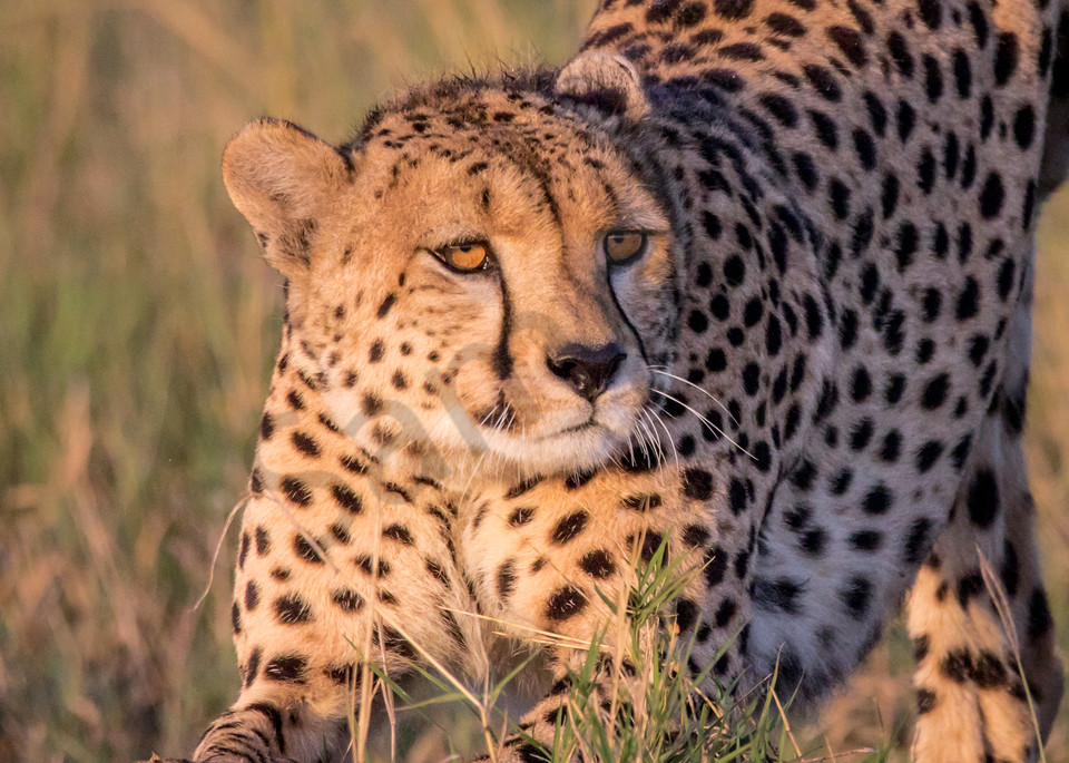 Downward Facing Cheetah Photography Art | Barb Gonzalez Photography