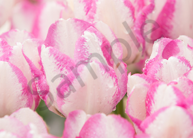 Pink Edged Tulips Photography Art | Barb Gonzalez Photography