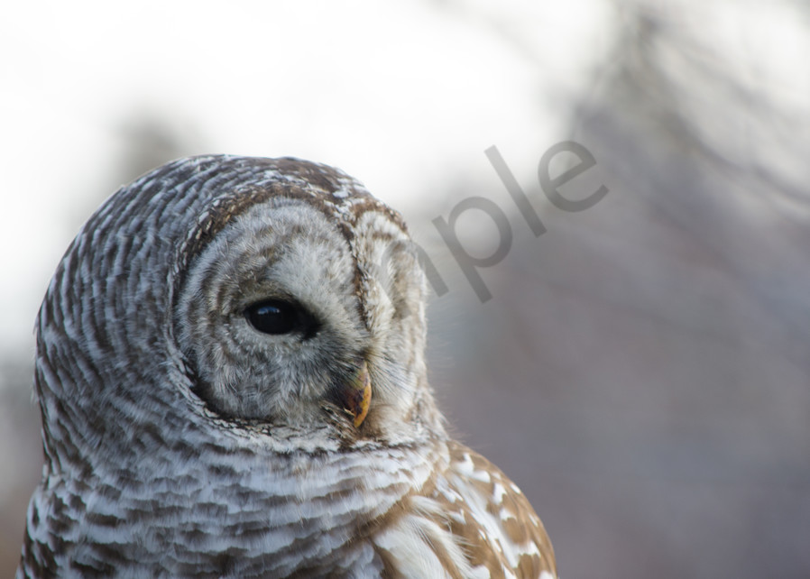 Barred Owl 1 Photography Art | Barb Gonzalez Photography