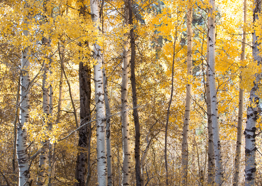 Golden Aspen Forest Photo for sale | Barb Gonzalez Photography