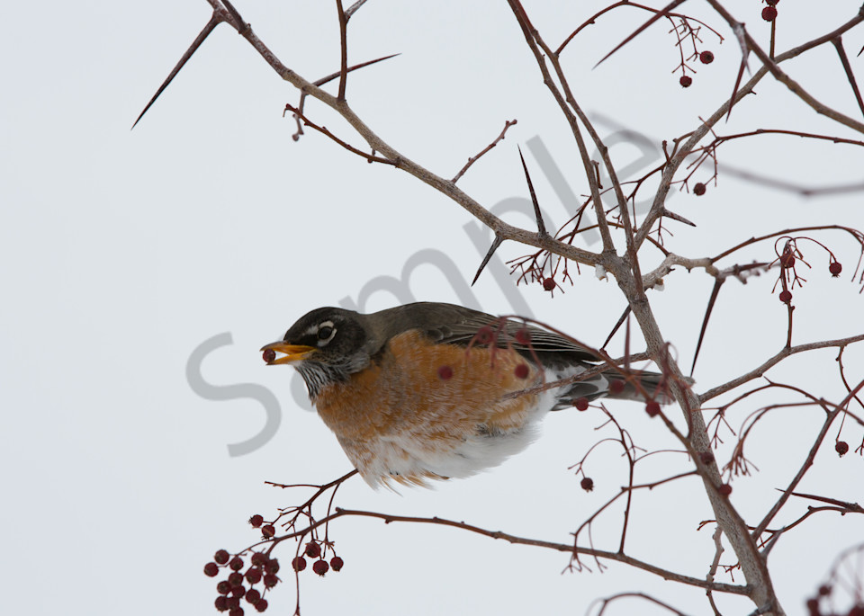 Robin With Berry Photography Art | Barb Gonzalez Photography