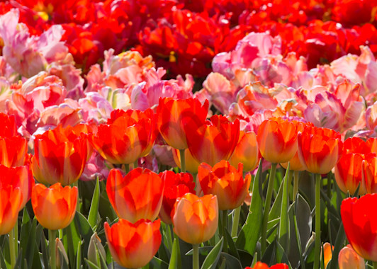 Red And Pink Tulips   Wide Photography Art | Barb Gonzalez Photography