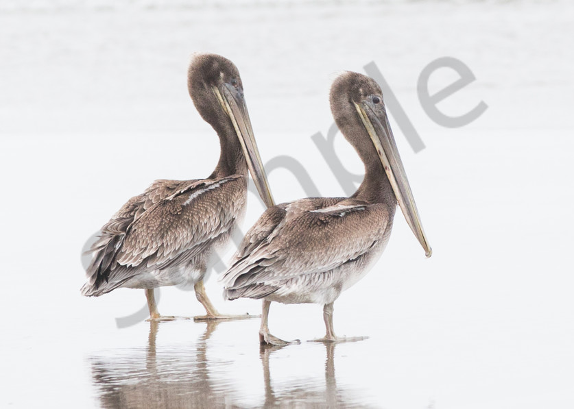 Pelican Duo Photography Art | Barb Gonzalez Photography