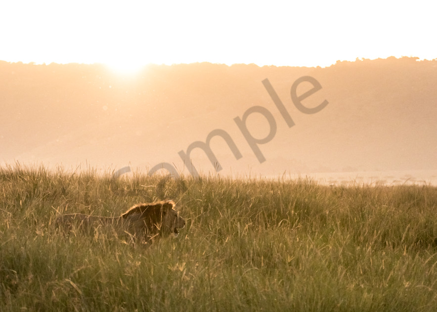 Lion In The Grass  Sunset Photography Art | Barb Gonzalez Photography
