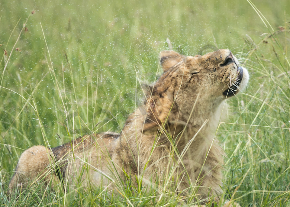 Lioness Shakes off Rain Photo for Sale By Barb Gonzalez Photography