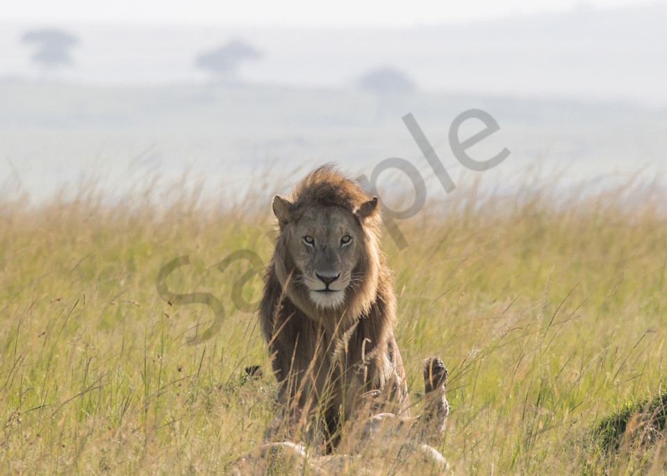 Photo of lions in afterglow of mating for sale by Barb Gonzalez Photography