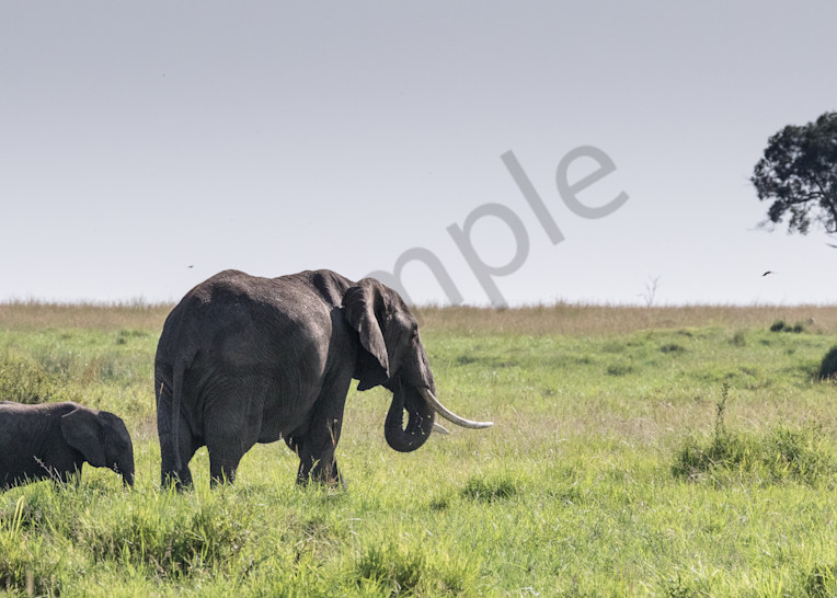 Mom and baby elephant walk in Africa photo for sale by Barb Gonzalez Photography