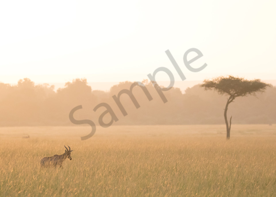 Golden hour photo of topi and Acacia tree in Africa for sale by Barb Gonzalez Photography
