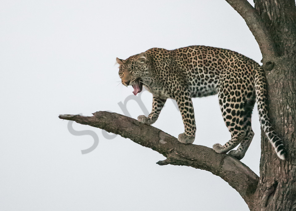 Screaming Leopard Photography Art | Barb Gonzalez Photography